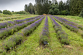 Fine Lavender (Lavandula angustifolia) in a summer garden, Vosges, France