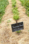 Verveine odorante (Aloysia triphylla) in a straw garden, summer, Vosges, France