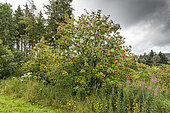 European mountain ash (Sorbus aucuparia) in fruit in summer, Vosges, France