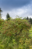 Red-berried Elder (Sambucus racemosa) in fruit in summer, Vosges, France