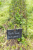 Peppermint (Mentha x piperita) in a garden, summer, Vosges, France