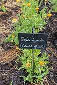 Pot marigold (Calendula officinalis) in bloom in summer, Vosges, France
