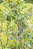 Highbush Blueberry (Vaccinium corymbosum) in a garden in summer, Vosges, France