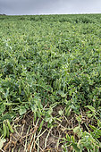 Sweet Peas (Pisum sativum) in a field in summer, Pas de Calais, France