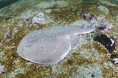 Apron Ray, Discopyge tschudii, Zapallar Bay, Central Chile, Eastern South Pacific.