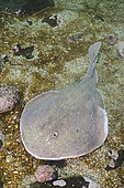 Apron Ray, Discopyge tschudii, Zapallar Bay, Central Chile, Eastern South Pacific.