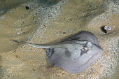 Banded Stingaree or Kapala stingaree, Trygonoptera sp. often misidentified as the Crossback Stingaree, Urolophus cruciatus. Merimbula, New South Wales, Australia.