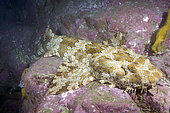 Banded Wobbegong Shark (Orectolobus halei). A recently described species originally thought to be the adult of the Ornate Wobbegong (Orectolobus ornatus). Fish Rock, South West Rocks, New South Wales, Australia.