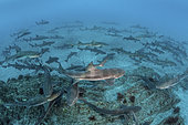Banded Houndshark - Triakis scyllium. Shark feed in Tateyama, Chiba, Japan, Northwest Pacific Ocean.