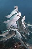 Banded Houndshark - Triakis scyllium. Shark feed in Tateyama, Chiba, Japan, Northwest Pacific Ocean.