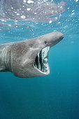 Basking shark (Cetorhinus maximus) filter feeding on plankton near the Lizard Peninsula,