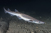 Blackmouth Catshark, Galeus melastomus. A relatively deepwater catshark ranging from Iceland to Senegal including the Mediterranean Sea. Trondheim Fiord, Norway.