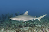 Blacknose Shark, Carcharhinus acronotus, Gun Cay, Bahamas, Caribbean Sea.