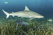 Blacknose Shark, Carcharhinus acronotus, Gun Cay, Bahamas, Caribbean Sea.