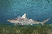 Blacknose Shark, Carcharhinus acronotus, Triangle Rocks, South Bimini Island, Caribbean Sea.