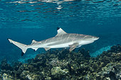 Blacktip Reef Shark, Carcharhinus melanopterus, Tumakohua Pass, Fakarava Atoll, French Polynesia, South Pacific Ocean.