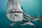 Requin bordé (Carcharhinus limbatus), Aliwal Shoal, Umkomaas, Afrique du Sud, Océan Indien.