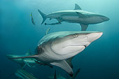 Blacktip Shark, Carcharhinus limbatus, Aliwal Shoal, Umkomaas, South Africa, Indian Ocean.