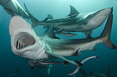 Blacktip Shark, Carcharhinus limbatus, Aliwal Shoal, Umkomaas, South Africa, Indian Ocean.
