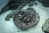 Blotched Stingray, Taeniurops meyeni. Aka marlble ray, blotched fantail ray, ribbontail ray. A large stingray from the Indo-Pacific. Image from Nuku Hiva, French Polynesia.