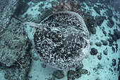 Blotched Stingray, Taeniurops meyeni. Aka marlble ray, blotched fantail ray, ribbontail ray. A large stingray from the Indo-Pacific. Image from Nuku Hiva, French Polynesia.