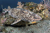 Blotchy Swellshark, Cephaloscyllium umbratile, aka Japanese swell shark. Tateyama, Chiba Prefecture, Honshu, Japan, Sea of Japan.