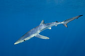 Blue Shark Prionace glauca swimming off of San Diego, California.