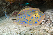 Blue spotted fantail ray, Taeniura lymma, Bluespotted ribbontail ray, Ningaloo Reef Western Australia, Indian Ocean.