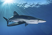 Blue Shark, Prionace glauca. Cabo San Lucas, Baja, Mexico, Eastern Pacific.