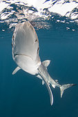 Blue shark Prionace glauca La Jolla, Southern California, USA, Pacific Ocean.