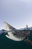 Blue Shark, Prionace glauca, Rhode Island, New England, USA, North Atlantic Ocean.