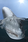 Blue Shark, Prionace glauca, Rhode Island, New England, USA, North Atlantic Ocean.