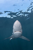 Blue Shark, Prionace glauca, Rhode Island, New England, USA, North Atlantic Ocean.