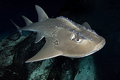 Bowmouth Guitarfish, Rhina ancylostoma. The only member of the Sharkfin Guitarfish family (Rhyncobatidae) with a broadly rounded snout. Australia.