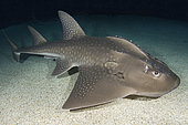 Bowmouth Guitarfish, Rhina ancylostoma. The only member of the Sharkfin Guitarfish family (Rhyncobatidae) with a broadly rounded snout. Australia.