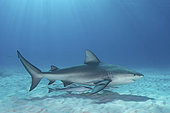 Bull Shark, Carcharhinus leucas. Aka Zambezi Shark or Lake Nicaragua Shark. Bimini Island, Bahamas, Caribbean Sea.