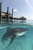 Bull Shark, Carcharhinus leucas. Aka Zambezi Shark or Lake Nicaragua Shark. Over/under split shot from Big Game Club Marina on North Bimini Island, Bahamas, Caribbean Sea.