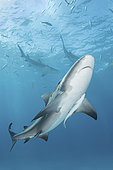 Bull Shark, Carcharhinus leucas. Aka Zambezi Shark or Lake Nicaragua Shark. Tiger Beach, Little Bahama Bank, Bahamas, Caribbean Sea.