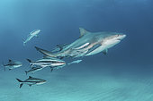 Bull Shark - Carcharhinus leucas - with an escort of cobia - Rachycentron canadum. Bull sharks are also known as Zambezi Sharks or Lake Nicaragua Sharks. Image taken at Tiger Beach, Little Bahama Bank, Bahamas, Caribbean Sea.