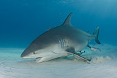 Bull Shark, Carcharius leucas, South Bimini Island, Caribbean Sea.