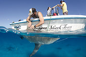 Bull Shark, Carcharius leucas, shark tagging, shark research, Bimini Shark Lab, South Bimini Island, Caribbean Sea.