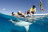Bull Shark, Carcharius leucas, shark tagging, shark research, Bimini Shark Lab, South Bimini Island, Caribbean Sea.