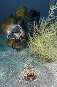 Bullseye Electric Ray, Diplobatis ommata. Aka Pacific Dwarf Numbfish. Sea of Cortez, Mexico, Eastern Tropical Pacific.