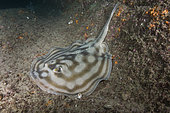 Bullseye stingray or Reef stingray, Urobatis concentricus, Cabo Pulmo, Baja, Mexico, Sea of Cortez.