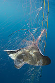 California Bat Ray, Myliobatis californica caught in a gill net intended for California Halibut. Guerero Negro, Baja, Mexico, Eastern Pacific.