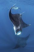 Caribbean Manta Ray, Manta cf. birostris. An as-yet undescribed third species of manta ray from the Western tropical Atlantic and Caribbean Sea. Closely related to the Oceanic Manta - Manta birostris.