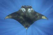 Caribbean Manta Ray, Manta cf. birostris. An as-yet undescribed third species of manta ray from the Western tropical Atlantic and Caribbean Sea. Closely related to the Oceanic Manta - Manta birostris.