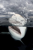 Caribbean Reef Shark, Carcharhinus perezi. Over under, split frame, Tiger Beach, Little Bahama Bank, Bahamas.
