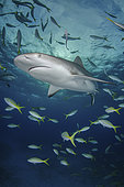 Caribbean Reef Shark, Carcharhinus perezi. Tiger Beach, Little Bahama Bank, Bahamas.