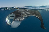Caribbean Manta Ray, Manta c.f. birostris, a subspecies of the oceanic manta M.birostris from the Caribbean.
